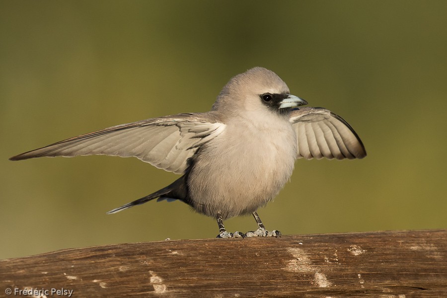 Black-faced Woodswallow (Black-vented) - ML206191541