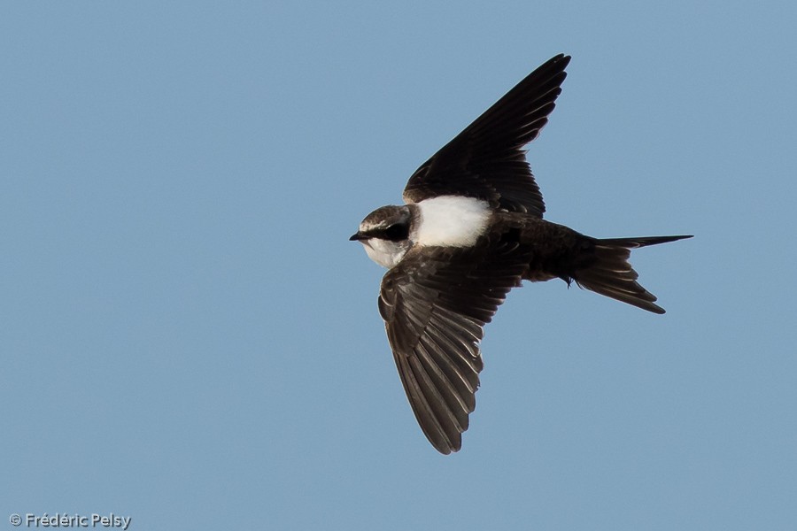 White-backed Swallow - Frédéric PELSY