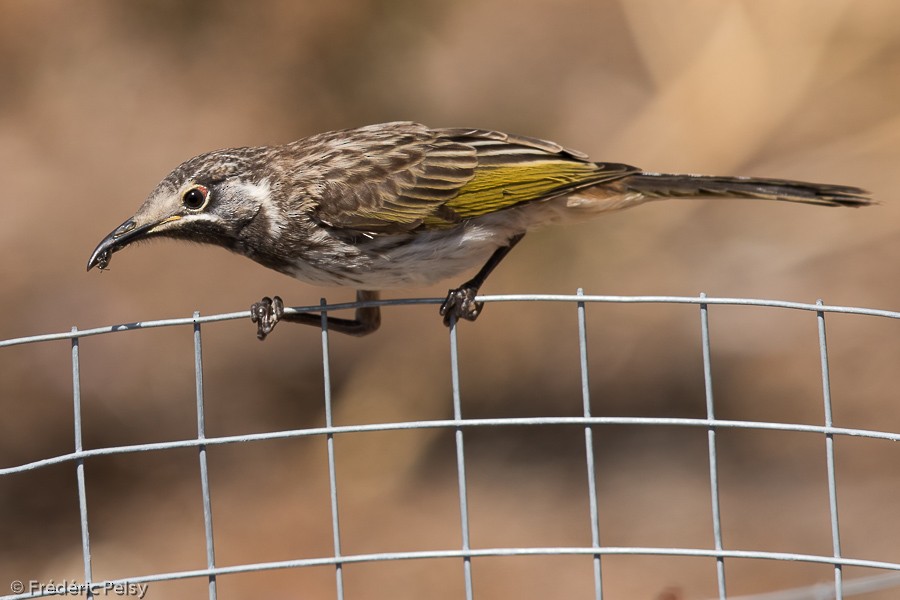 White-fronted Honeyeater - Frédéric PELSY