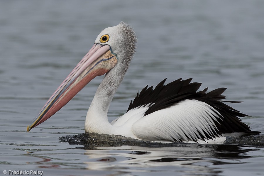 Australian Pelican - Frédéric PELSY
