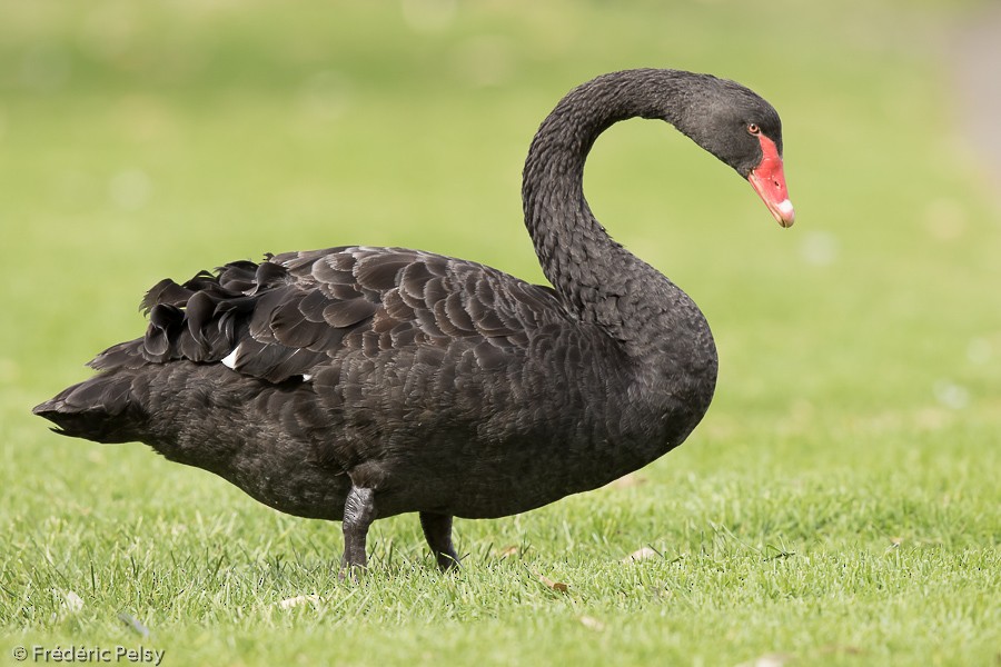 Black Swan - Frédéric PELSY