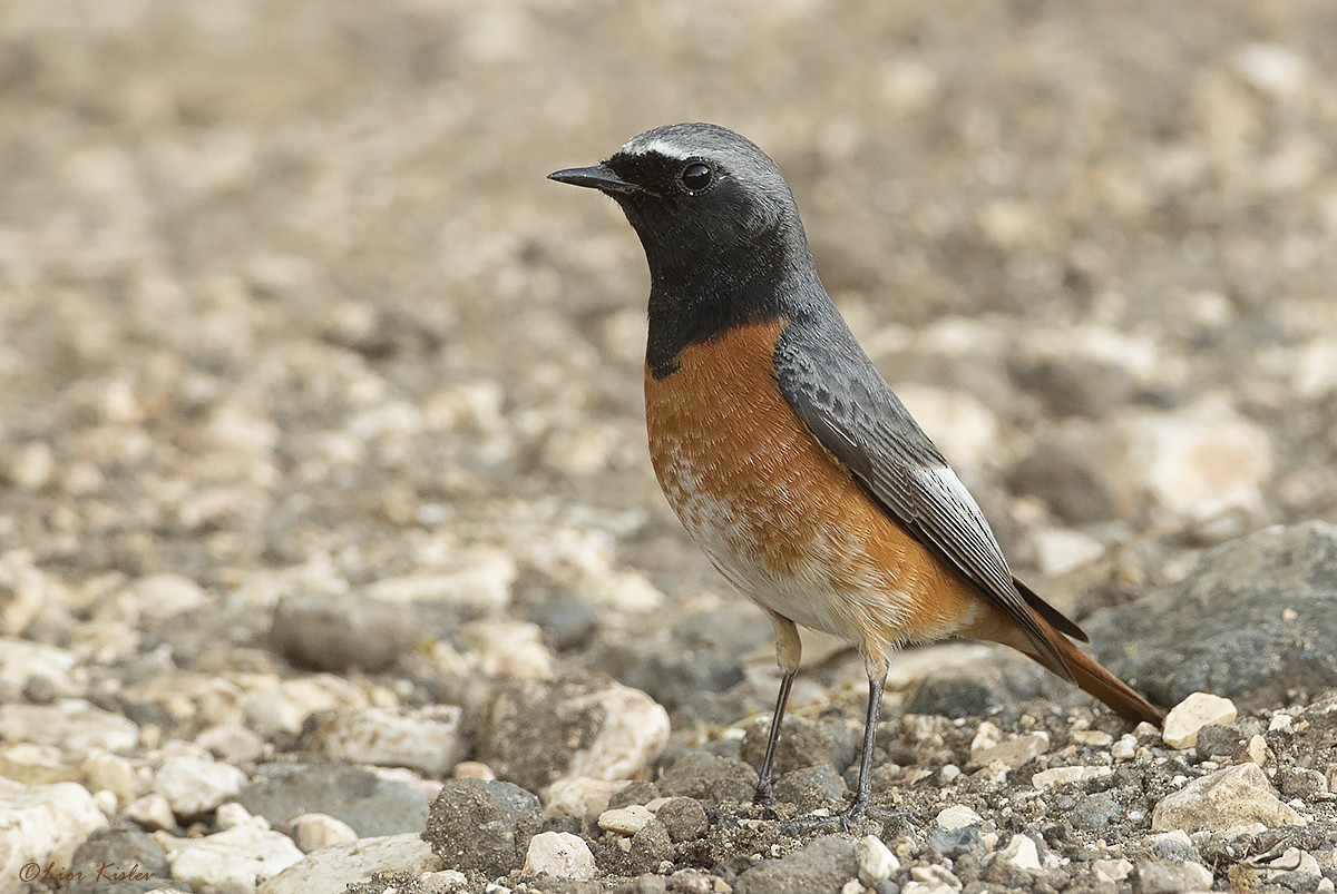 Common Redstart (Ehrenberg's) - ML206192001