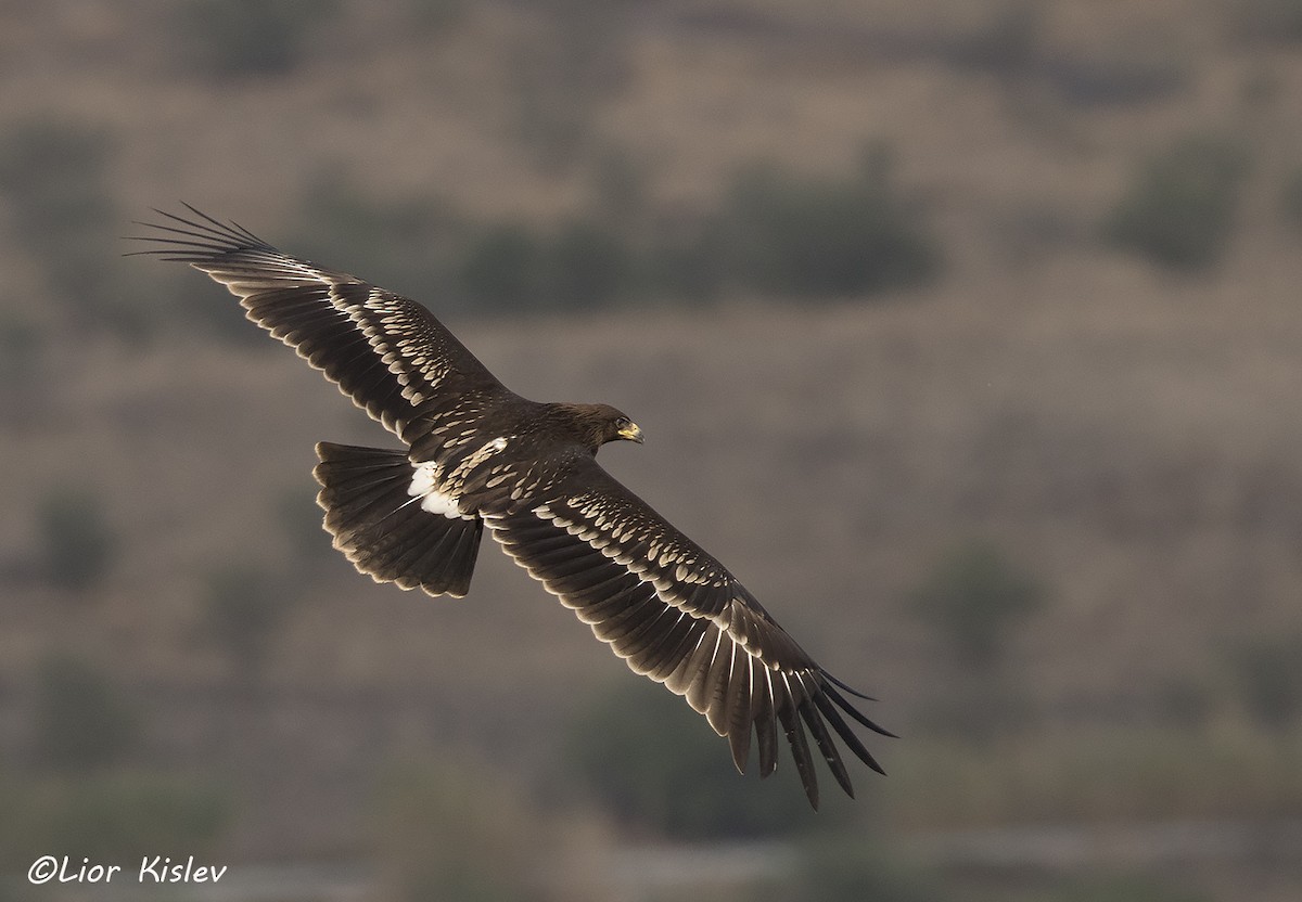Greater Spotted Eagle - ML206192091