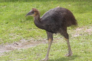 Dwarf Cassowary, ML206192261