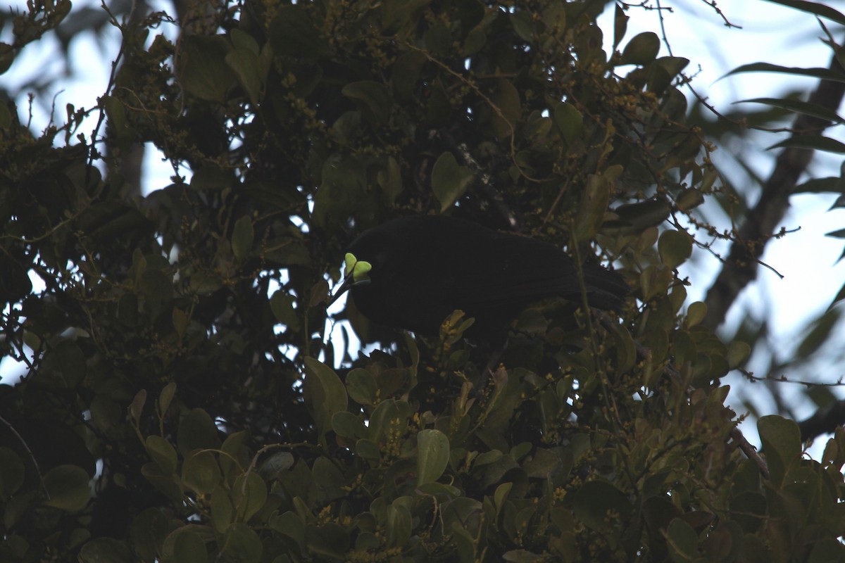 Short-tailed Paradigalla - Neil Osborne