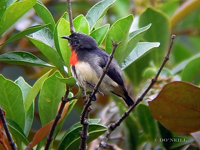 Blood-breasted Flowerpecker (Blood-breasted) - Daisy O'Neill