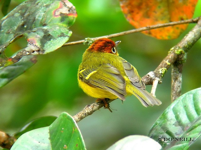 Yellow-breasted Warbler - ML206192781