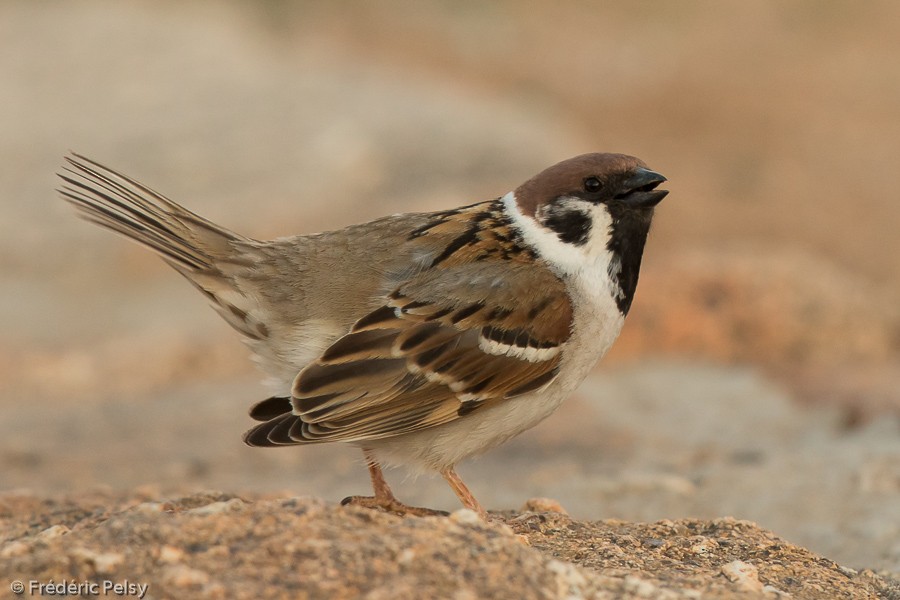 Eurasian Tree Sparrow - ML206192841