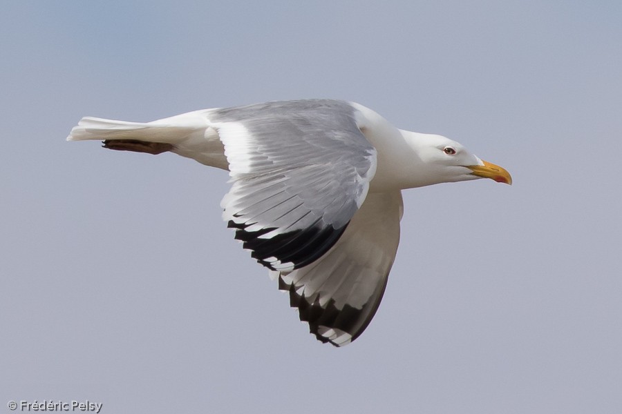 Herring Gull (Mongolian) - Frédéric PELSY