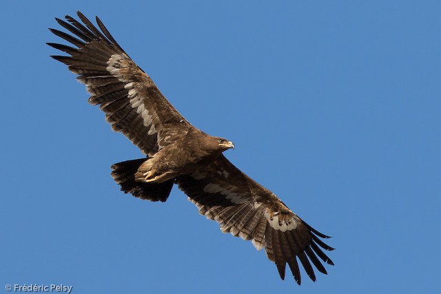 Possible confusion species: Steppe Eagle (<em class="SciName notranslate">Aquila nipalensis</em>). - Steppe Eagle - 