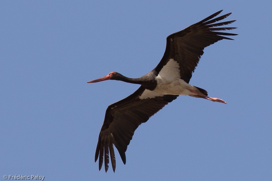 Black Stork - Frédéric PELSY