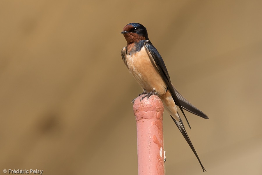 Barn Swallow (Tytler's) - Frédéric PELSY