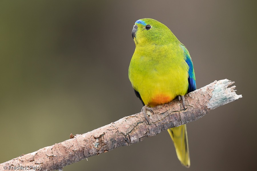 Orange-bellied Parrot - Frédéric PELSY