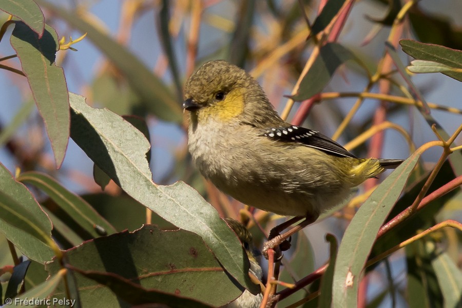Forty-spotted Pardalote - Frédéric PELSY