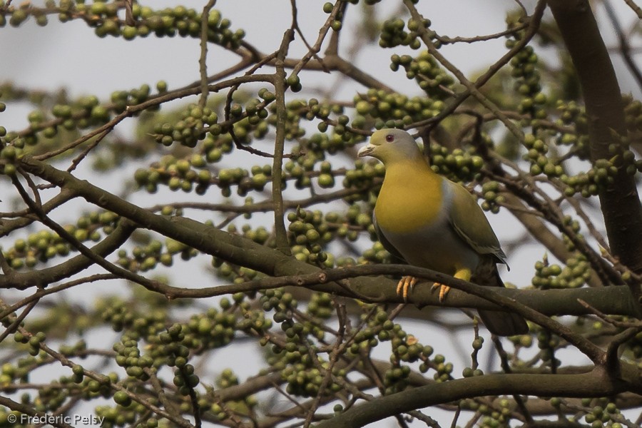 Yellow-footed Green-Pigeon - ML206194111