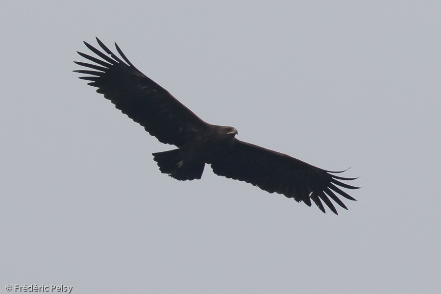 Greater Spotted Eagle - Frédéric PELSY