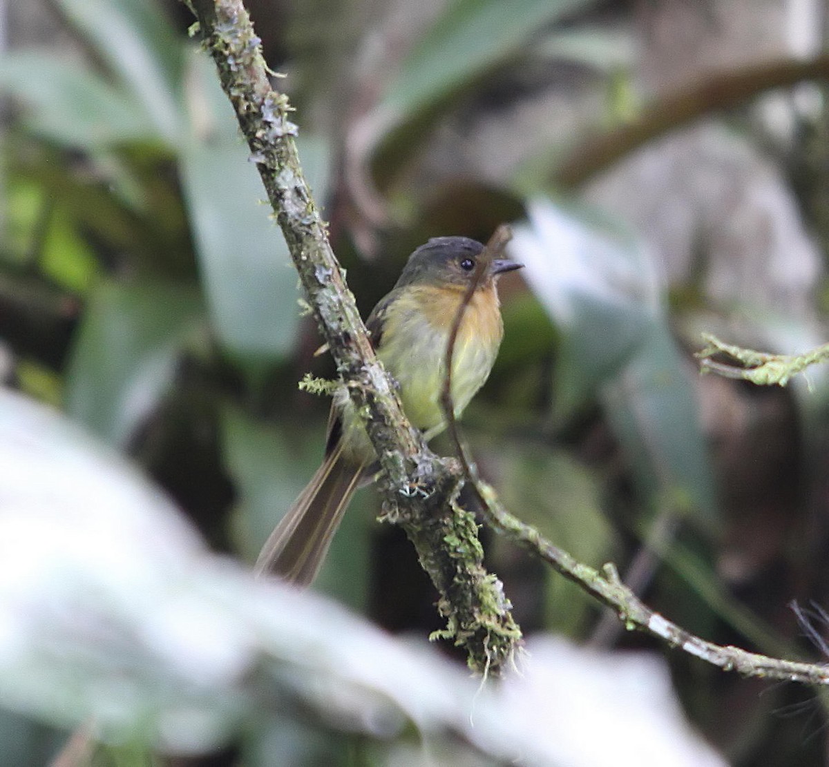 Rufous-breasted Flycatcher - ML206194451