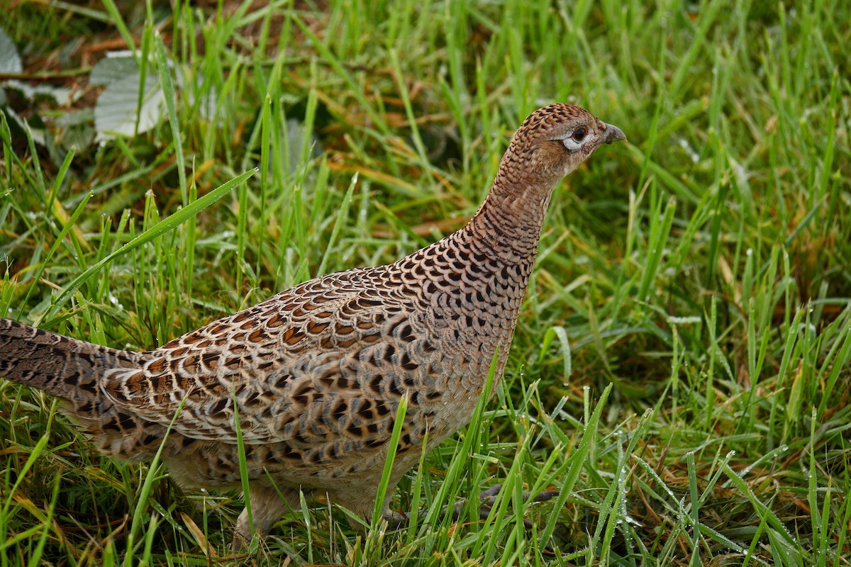 Ring-necked Pheasant - ML20619451