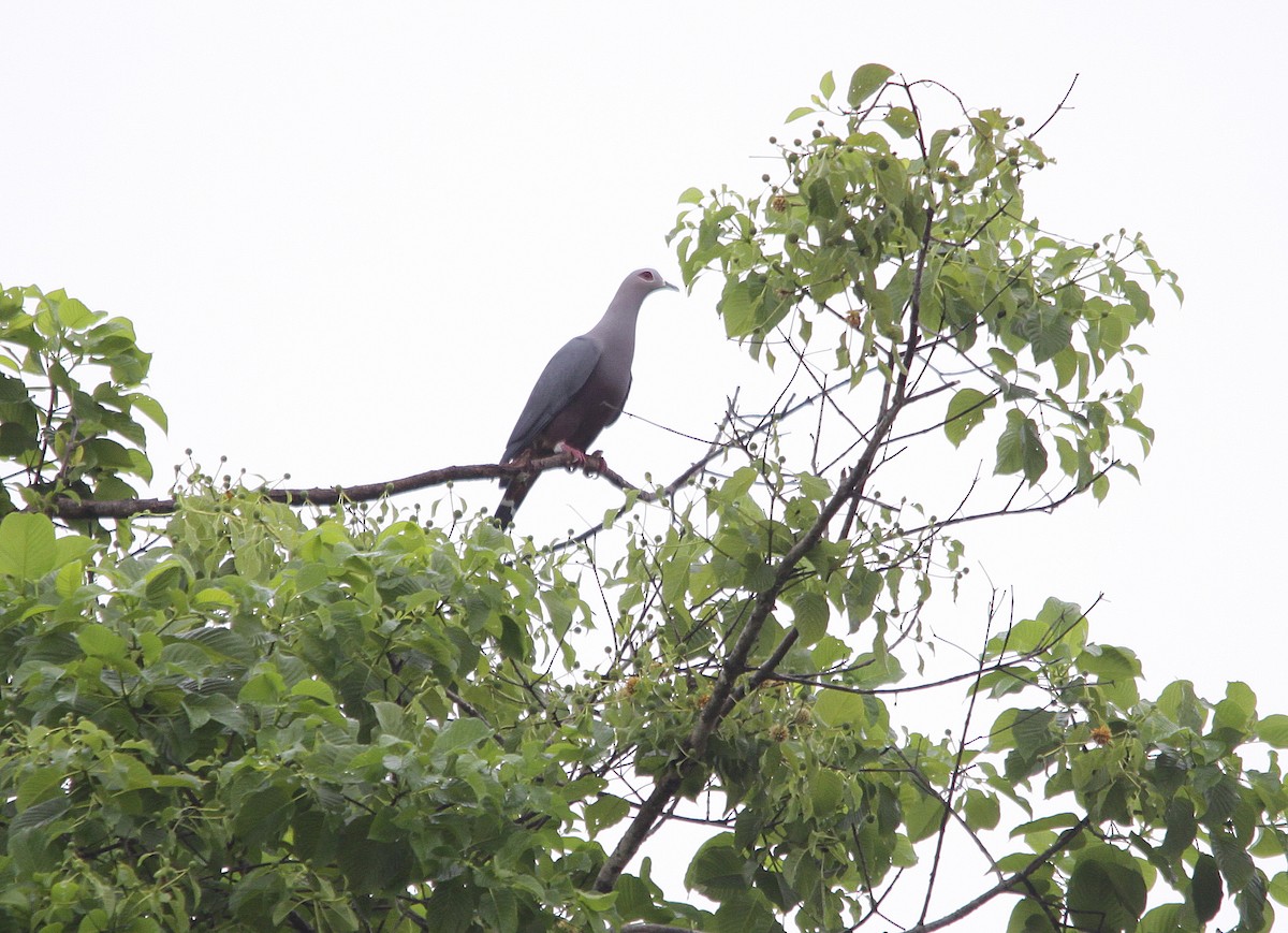 holub stromový (ssp. pinon/jobiensis) - ML206194531