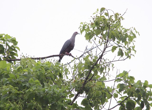 Pinon's Imperial-Pigeon (Gray-headed)