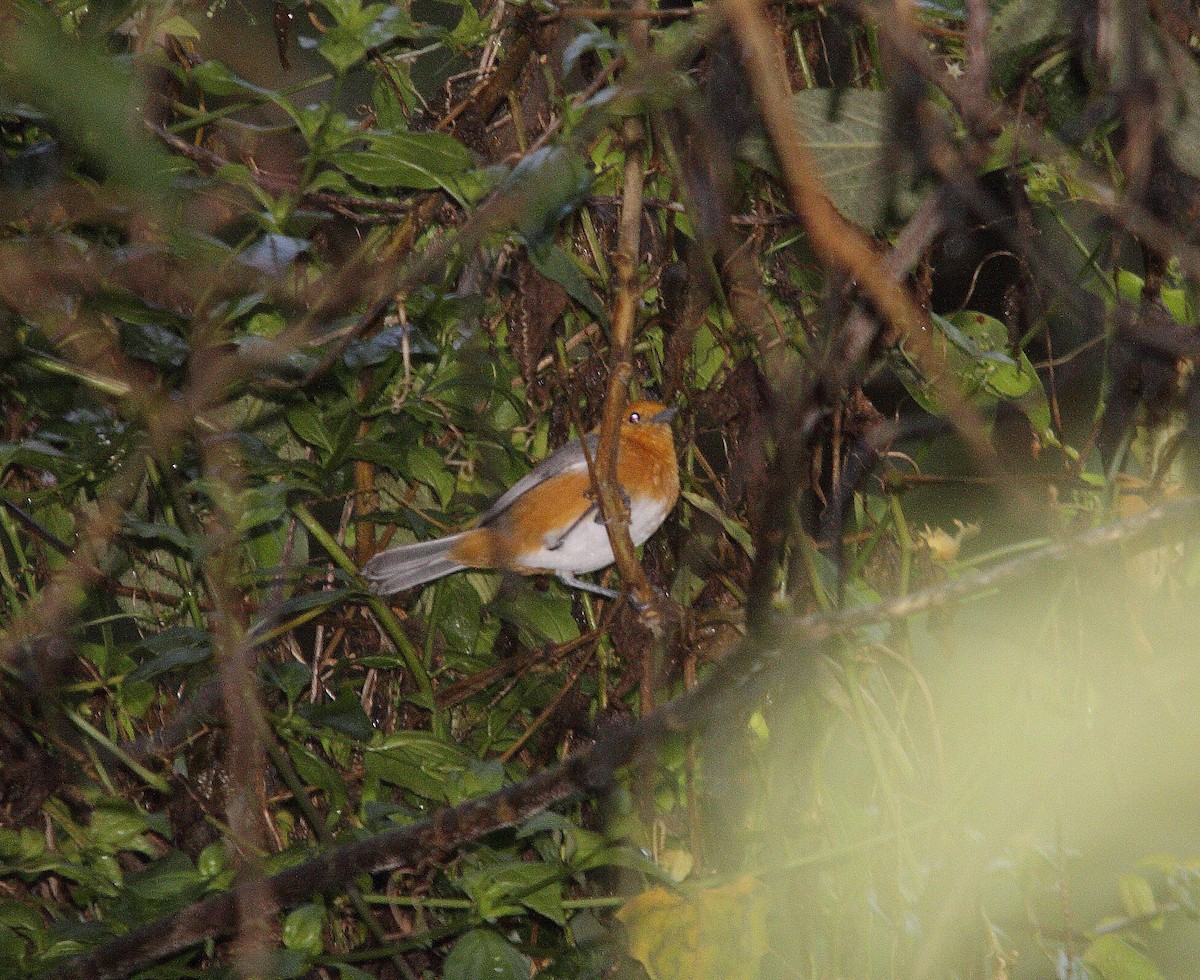 Rufous-chested Tanager - ML206194591