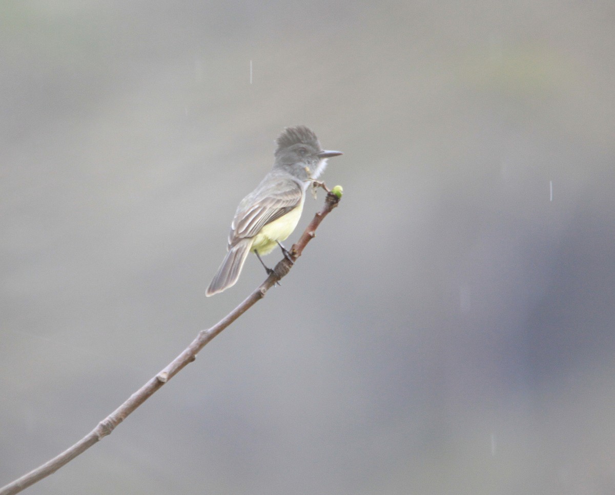 Sooty-crowned Flycatcher (phaeocephalus) - Neil Osborne