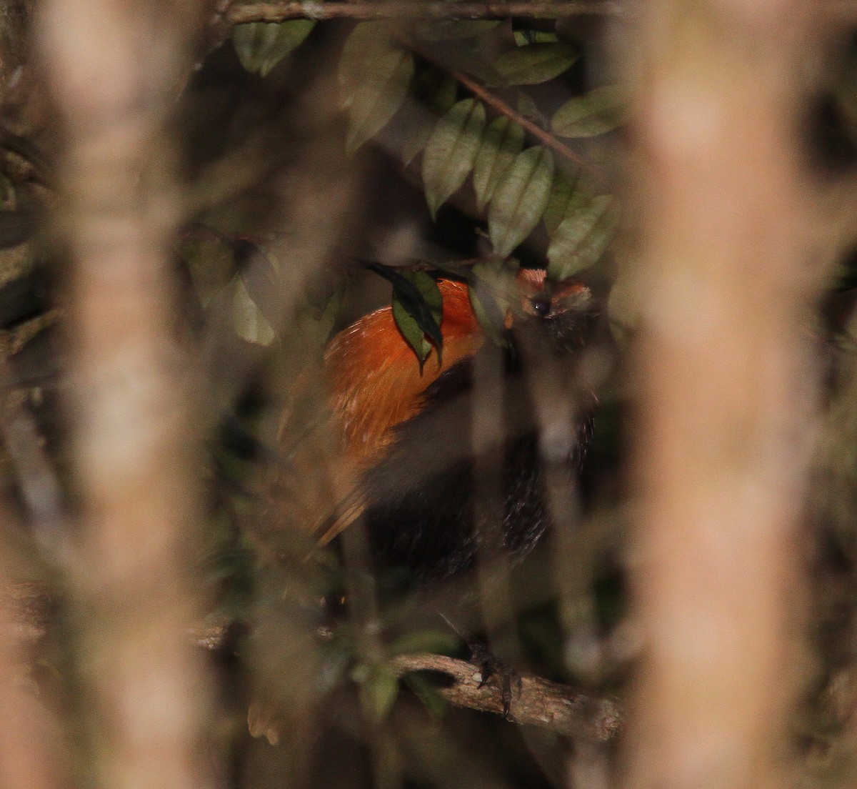 Crested Satinbird (Red) - ML206194721