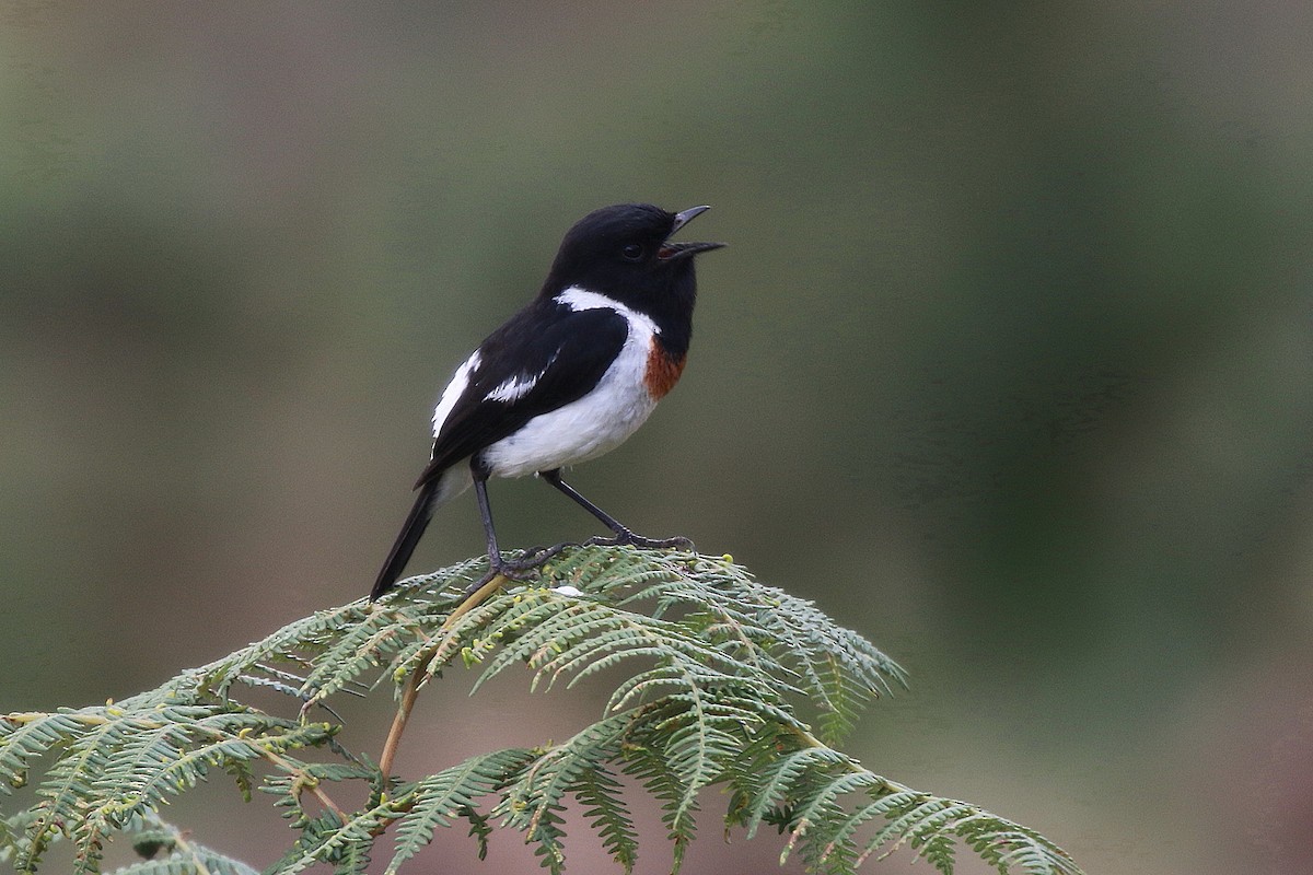 African Stonechat (African) - ML206194831