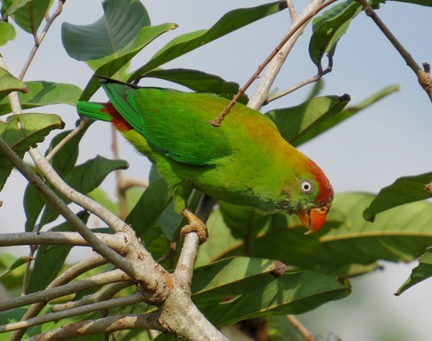 Sri Lanka Hanging-Parrot - Athula Edirisinghe
