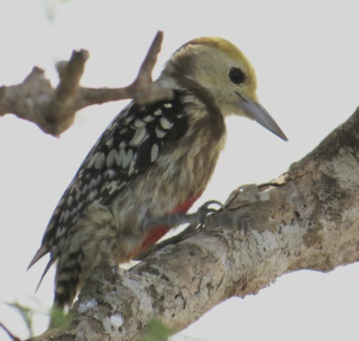Yellow-crowned Woodpecker - Athula Edirisinghe