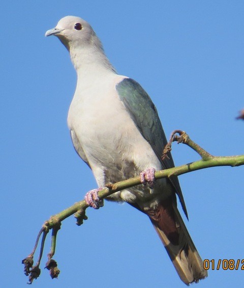 Green Imperial-Pigeon (Green) - ML206194991