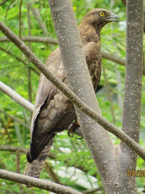 Oriental Honey-buzzard - Athula Edirisinghe