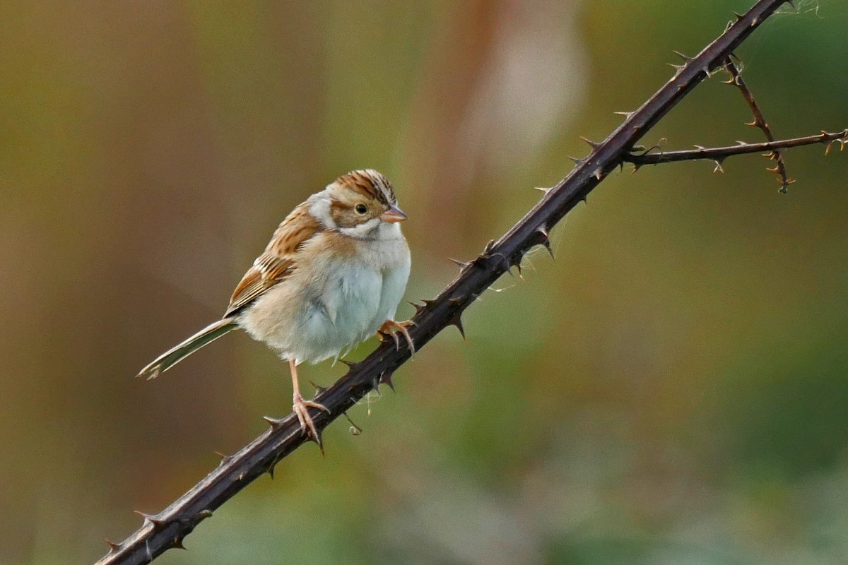 Clay-colored Sparrow - ML20619511