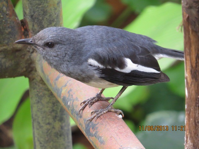Oriental Magpie-Robin (Oriental) - ML206195171