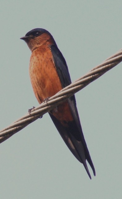 Sri Lanka Swallow - ML206195211
