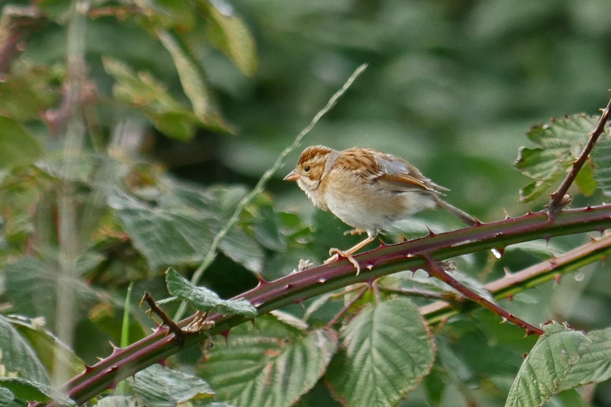 Clay-colored Sparrow - ML20619531