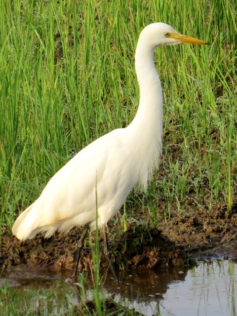 Medium Egret - Athula Edirisinghe