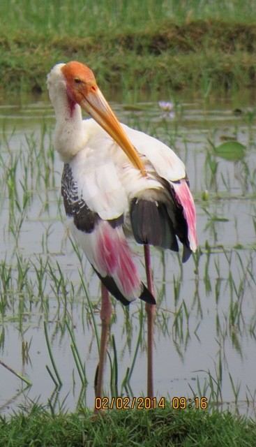 Painted Stork - Athula Edirisinghe