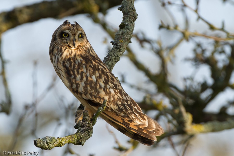 Short-eared Owl (Northern) - Frédéric PELSY