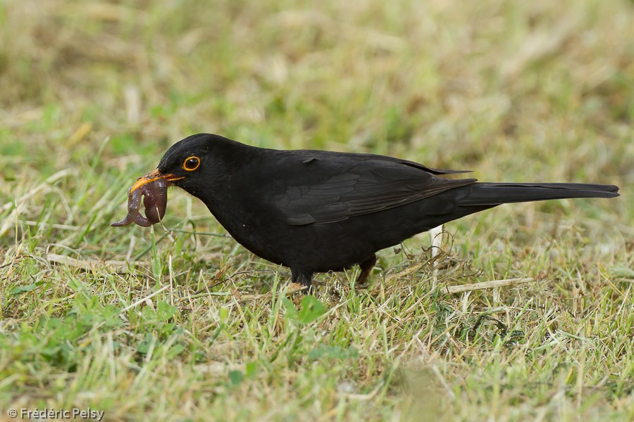 Eurasian Blackbird - Frédéric PELSY