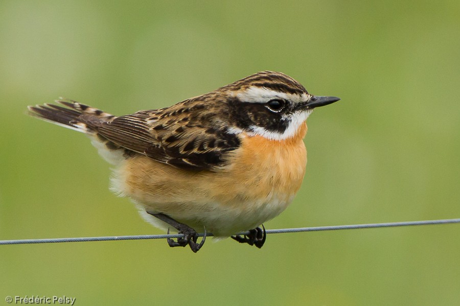 Whinchat - Frédéric PELSY