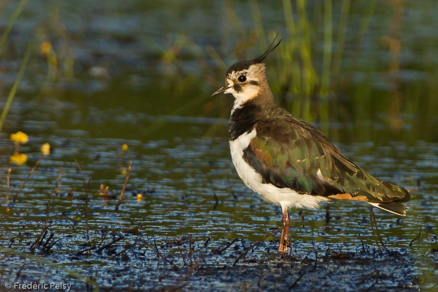Northern Lapwing - Frédéric PELSY