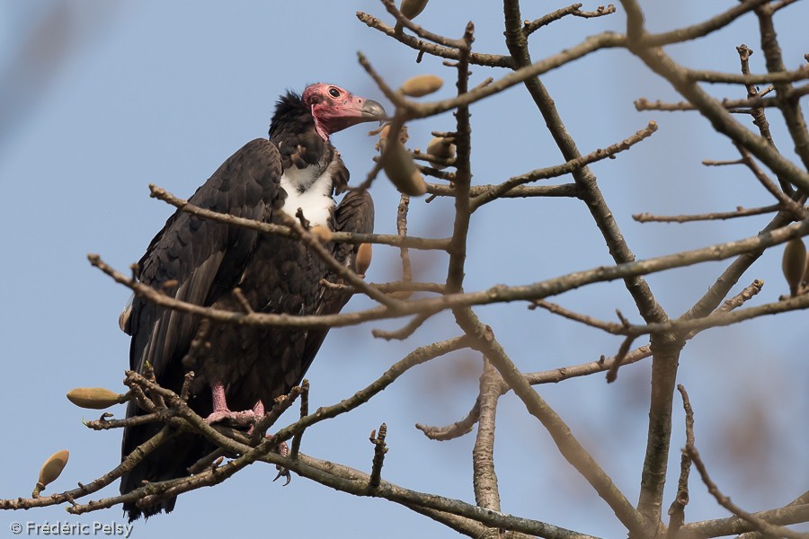 Red-headed Vulture - ML206196361