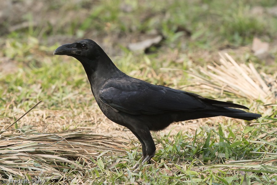 Large-billed Crow (Eastern) - Frédéric PELSY