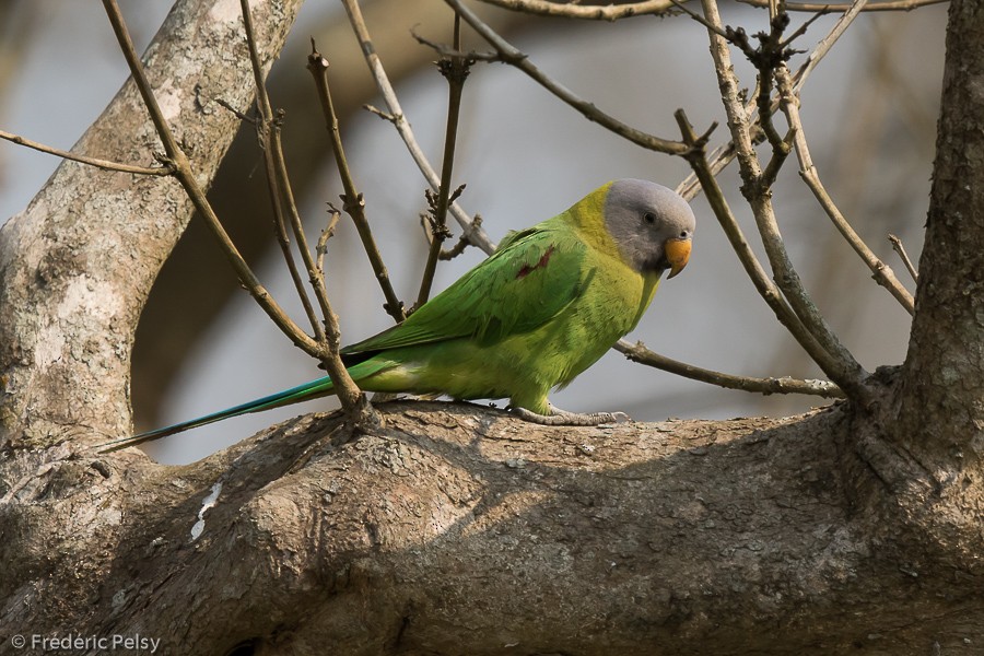 Blossom-headed Parakeet - Frédéric PELSY