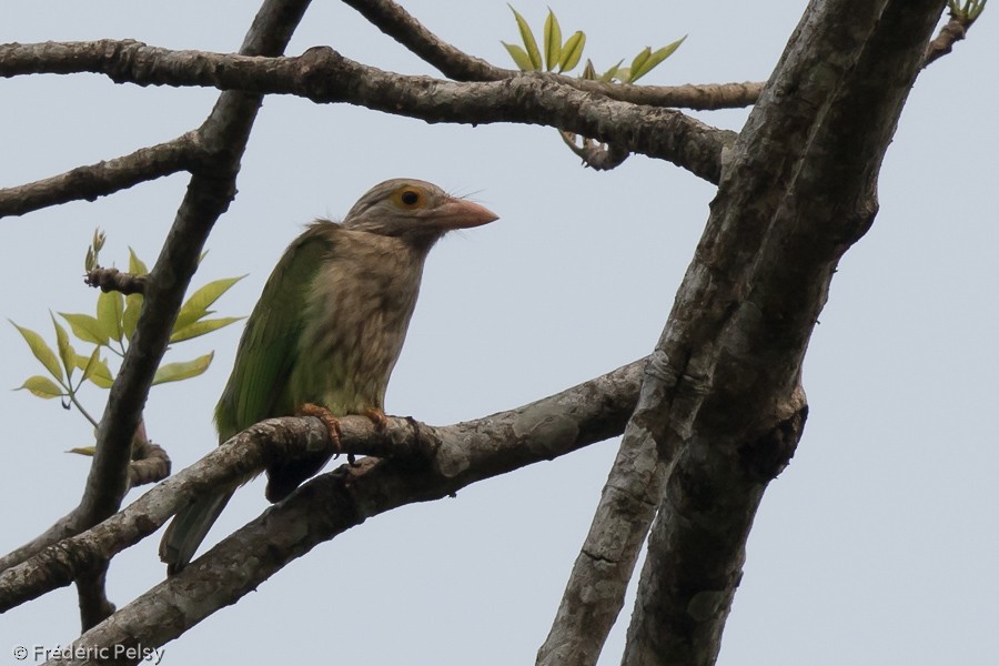 Lineated Barbet - ML206196491
