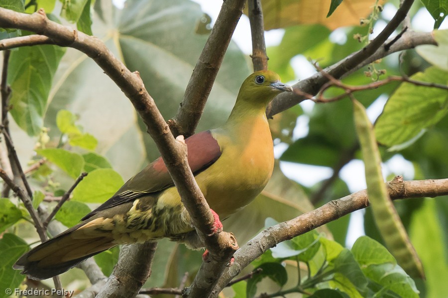 Wedge-tailed Green-Pigeon - Frédéric PELSY