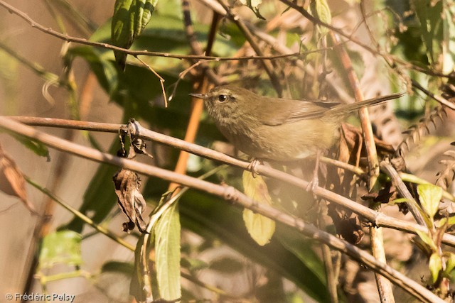 Brown-flanked Bush Warbler, Animal Database