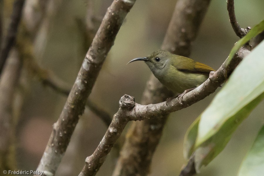 Mrs. Gould's Sunbird (Yellow-breasted) - Frédéric PELSY