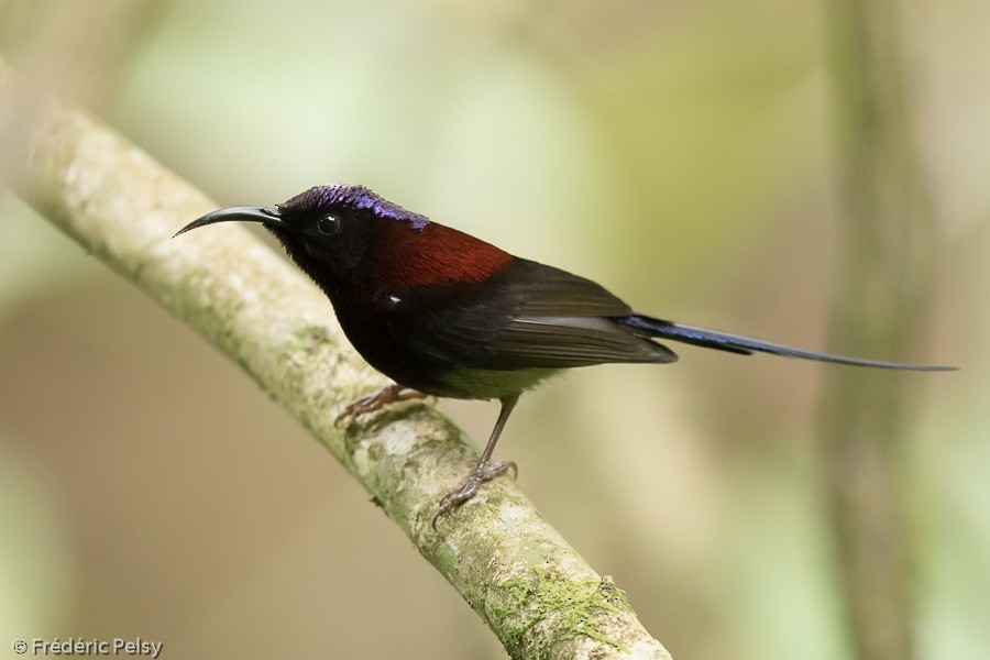 Black-throated Sunbird - Frédéric PELSY